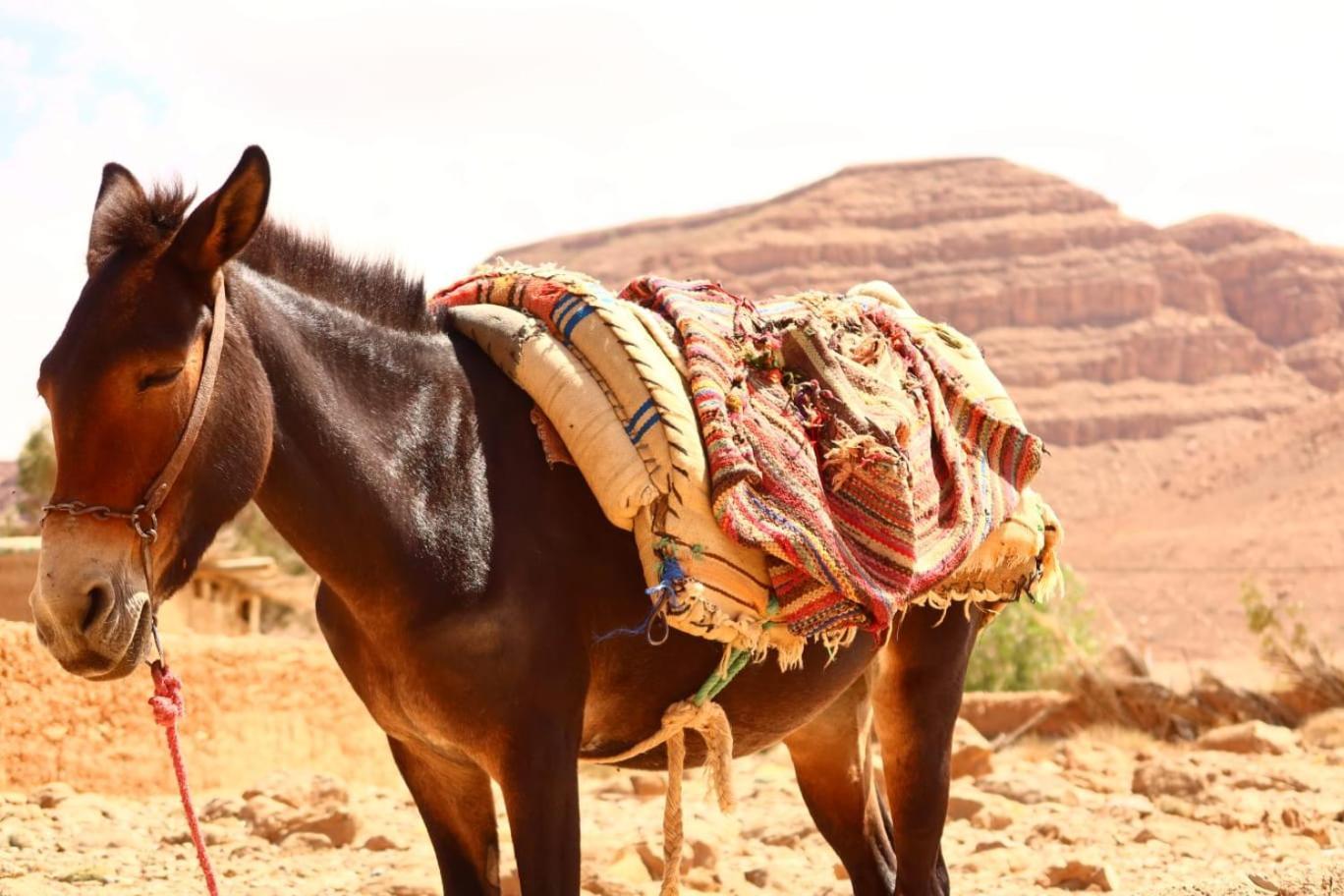 Gite D'Etape Ziz Oasis Achbarou Exteriör bild