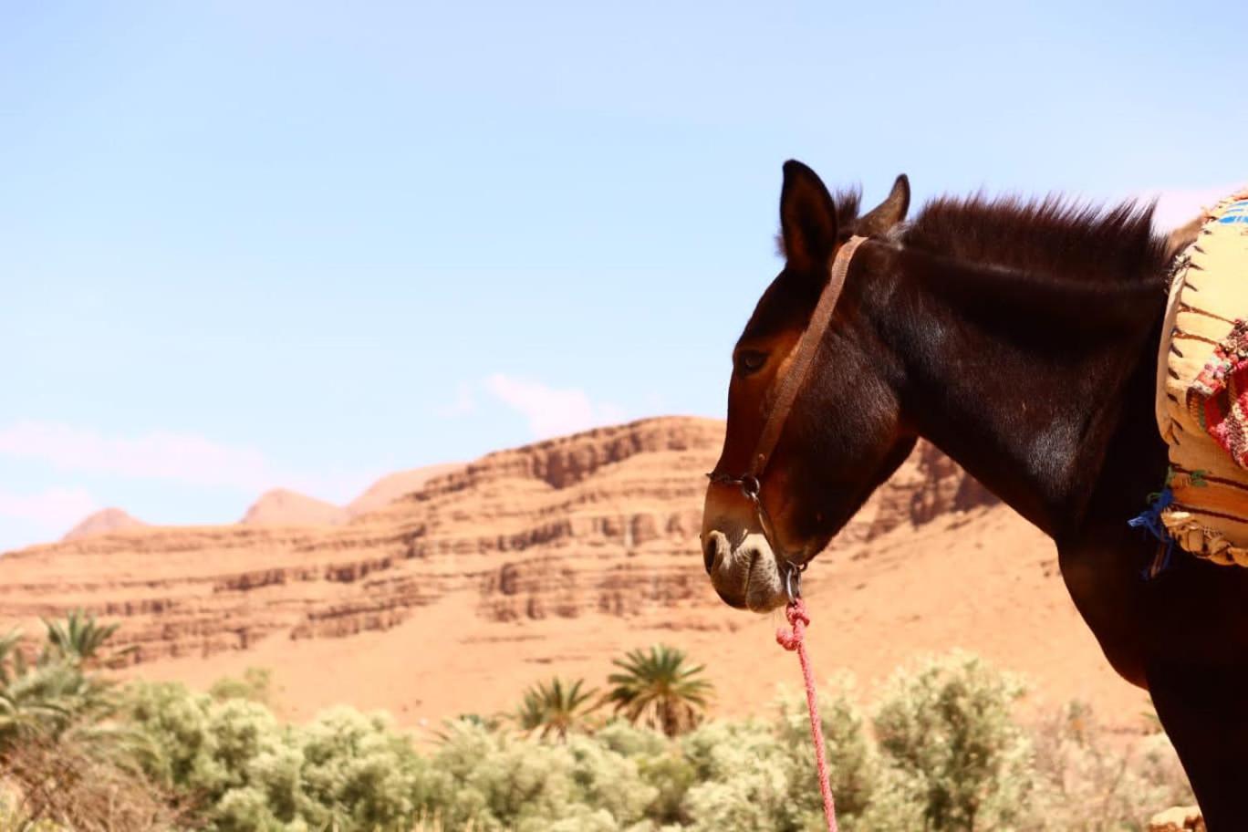 Gite D'Etape Ziz Oasis Achbarou Exteriör bild